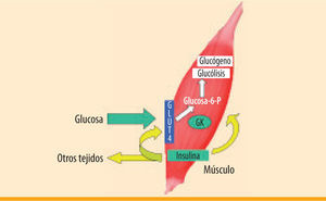 Generación de un sensor de la glucosa en el músculo esquelético mediante la expresión de insulina y glucocinasa. Durante la diabetes el músculo esquelético puede manipularse genéticamente para producir niveles reducidos de insulina de forma constitutiva. Así, se mantiene la presencia de GLUT4 en la membrana plasmática y la expresión de hexocinasa-II, manteniendo la normoglucemia durante el ayuno. La coexpresión de la enzima hepática glucocinasa (GK) incrementaría la fosforilación y utilización de la glucosa, conduciendo a una normalización de la glucemia también en condiciones de alimentación. La GK posee una elevada Km para la glucosa, y actuaría como un sensor de la glucosa evitando episodios de hipoglucemia, ya que la captación de glucosa sólo ocurriría durante la hiperglucemia