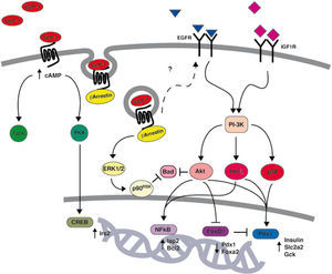 Schematic representation of the signaling pathways activated by GLP-1 to promote β-cell mass expansion.