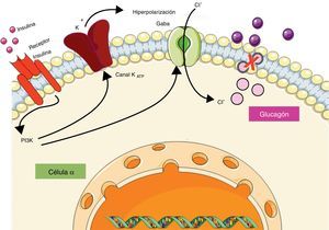 Regulación de la secreción de glucagón por parte de insulina a nivel de la célula α pancreática. La insulina al unirse a su receptor activa la vía de la fosfatidilinositol-3-quinasa (PI3K) provocando la apertura de los canales de potasio dependientes de ATP (KATP), y el reclutamiento de los canales de cloro (Cl−) activados por el receptor de ácido gamma-aminobutírico (GABA), los cuales en conjunto provocan hiperpolarización de la membrana e inhiben la liberación de glucagón.