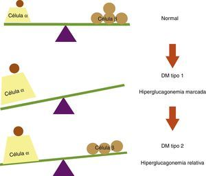 Balance entre células α y células β pancreáticas en condiciones normales y en diabetes mellitus (DM). En sujetos no diabéticos existe un equilibrio entre las células α y las células β pancreáticas. En la DM tipo 1 este equilibrio se rompe debido a la destrucción autoinmune de las células β, lo cual conlleva a una hiperglucagonemia marcada por falta de inhibición paracrina de las células α. En la DM tipo 2 se observa una hiperglucagonemia relativa, ya que a pesar de la disminución en la masa de células β, se preserva cierta reserva insulínica que inhibe la secreción de glucagón en la células α pancreáticas.