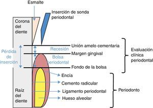 Tejidos periodontales y mediciones clínicas del periodonto. Modificado de Preshaw et al.3.