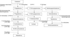 Biosíntesis de las hormonas esterioideas5.