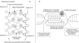 a) Estructura de la doble cadena de ADN. La complementariedad de las bases y los grupos terminales del esqueleto desoxirribosa-fosfato conforman la estructura estable de doble cadena del ADN. Los extremos de las cadenas terminan en un grupo fosfato llamado extremo 5’, y en un hidroxilo del azúcar, que se denomina extremo 3′. b) Proceso de transcripción del mensaje genético al ARN mensajero. Las palabras en inglés se han escrito en cursiva.