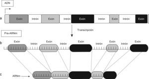 (a) Durante la transcripción se copia todo el ADN formando un pre-ARNm. (b) En este se produce la separación de los intrones y unión de los exones (splicing), (c) formando el ARN mensajero (ARNm), que dará la proteína.