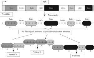 Un mismo gen puede dar lugar a diferentes proteínas mediante el proceso de transcripción alternativa (alternative splicing). Es decir, formando distintos ARNm por distintas combinaciones de unión de los exones en cuanto al número y exón.