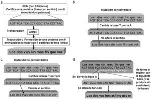 a) Ejemplo de la transcripción del código de un gen. b) Ejemplo de mutación conservadora. c) Ejemplo de mutación no conservadora. d) Ejemplo de mutación «frame shift».