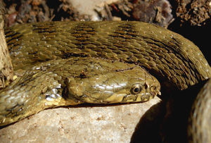 Culebra viperina. Escamas carenadas en el dorso (en forma de quilla de barco). Pupila redonda, anaranjada y orlada en negro. Supralabiales pequeñas. (Cortesía de C. Martín).
