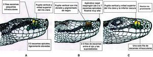 Detalle de la cabeza de las 3 especies de víboras de la península Ibérica. A) Víbora áspid. B) Víbora hocicuda. C) Víbora de Seoane. (Modificada por Barbadillo Escriva LJ1).
