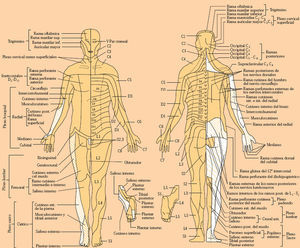 Distribución metamérica de la sensibilidad: dermatomas.