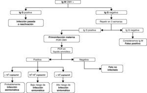 Algoritmo diagnóstico de infección por citomegalovirus materno-fetal. Modificada de: Baquero-Artigao F. Citomegalovirus congénito: ¿es necesario un cribado serológico durante el embarazo? Enferm Infec Microbiol Clin. 2010;28:363-9.