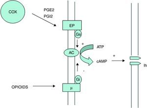 Mecanismo de sinergia periférico entre AINE y opiáceos. AC: adenilciclasa; COX: ciclooxigenasa; EP: receptor prostanoide. Gi: proteína G inhibidora; Gs: proteína G estimuladora; Lh: corrientes catiónicas activadas por hiperpolarización. Las prostaglandinas formadas por la vía de la ciclooxigenasa (particularmente PGE2 y PGI2) actúan sobre sus receptores prostanoides para estimular la vía de la adenilciclasa a través de proteínas G estimuladoras. La adenilciclasa cataliza la conversión del ATP en AMP cíclico (AMPc). Este AMPc formado se encarga de modular las corrientes catiónicas activadas por hiperpolarización (Ih), aumentando la excitabilidad y la frecuencia del potencial de acción del nervio. Por lo tanto, los AINE, al inhibir la producción de prostaglandinas estarían inhibiendo de forma indirecta la activación de la adenilciclasa para formar AMPc y por lo tanto disminuyendo la excitabilidad del nervio sensitivo. Por otro lado, los opioides actúan sobre los receptores μ que funcionalmente antagonizan la vía de la adenilciclasa a través de proteínas G inhibitorias, disminuyendo su actividad y producción de AMPc, por lo que también disminuirían la excitabilidad de las neuronas aferentes.