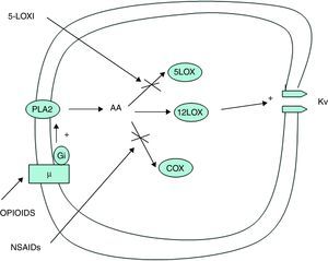Mecanismo de sinergia central entre AINE y opiáceos. AA: ácido araquidónico; COX: ciclooxigenasa; Gi: proteína G inhibidora; 5LOX: 5-lipooxigenasa; 12LOX: 12-lipooxigenasa; 5-LOXI: inhibidores de la 5-lipooxigenasa; NSAID: antiinflamatorios no esteroideos; PLA2: fosfolipasa A2; Kv: canales de potasio dependientes del voltaje. Los opioides a nivel de la sustancia gris periacueductal mesencefálica (PAG) estimulan a la enzima fosfolipasa A2. Esto da lugar a un aumento en la formación de 12-lipooxigenasa, 5-lipooxigenasa y ciclooxigenasa a través del ácido araquidónico. Los metabolitos de la 12-lipooxigenasa potencian la actividad dependiente del voltaje de los canales de potasio (Kv) que inhiben la respuesta neurotransmisora gabaérgica. Los AINE y los inhibidores de la 5-lipooxigenasa bloquean las vías alternativas de la fosfolipasa A2, por lo que a partir del ácido araquidónico se formaría más 12-lipooxigenasa, lo que potenciaría el efecto inhibidor del neurotransmisor GABA a través de la mayor activación de la conductancia de los canales de potasio Kv, favoreciendo, por lo tanto, la eficacia de los opioides.