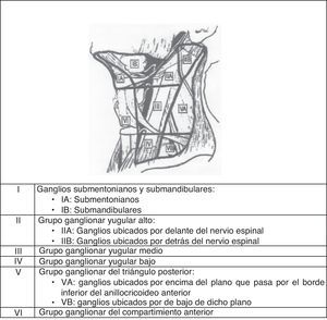 Niveles anatómicos de las adenopatías.