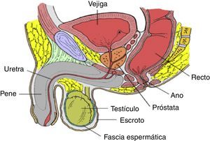 Relaciones anatómicas del tracto urogenital masculino.