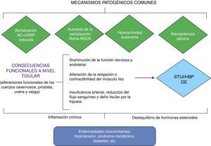 Relación fisiopatológica entre los STUI/HBP y DE. Adaptada de Gacci et al.18
