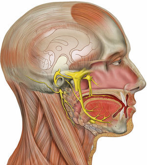 Nervio trigémino, vista lateral derecha. Fuente: Wikipedia1.