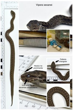 Imagen de Vipera seoanei causante de la mordedura a nuestro paciente.