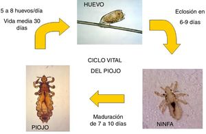 Ciclo de vida del piojo.