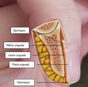 Anatomía del aparato ungueal.