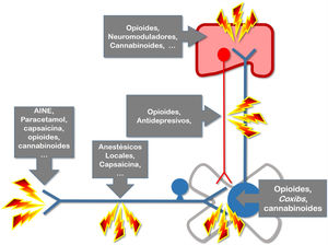 Neurofisiología del dolor. Fundamentos de la analgesia multimodal. AINE: antiinflamatorios no esteroideos; Coxibs: inhibidores de la ciclooxigenasa tipo 2. Entre el lugar donde se produce la agresión tisular y la percepción de dicho daño se producen una serie de procesos neurofisiológicos, que colectivamente se denominan nocicepción: transducción, trasmisión, modulación y percepción. Transducción: proceso por el cual el estímulo nocivo periférico se transforma en un estímulo eléctrico; Transmisión: propagación del impulso nervioso hasta los nervios sensoriales del SNC; Modulación: capacidad que tienen los sistemas analgésicos endógenos de modificar la transmisión del impulso nervioso, fundamentalmente inhibiendo en las astas posteriores de la médula; Percepción: proceso final en el que los 3 primeros interactúan con una serie de otros fenómenos individuales, creando la experiencia subjetiva y emocional denominada dolor. Fuente: Imagen cortesía de Carlos Goicoechea García.