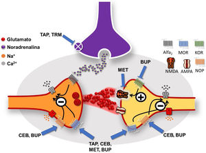 Mecanismos de acción de los opioides atípicos a nivel de la médula espinal (imagen cortesía de Carlos Goicoechea García).La transmisión de la señal que proviene de la periferia se produce por la liberación de glutamato que se une a receptores selectivos AMPA y NMDA. Tapentadol (TAP), Cebranopadol (CEB), Metadona (MET) y Buprenorfina (BUP) actúan como agonistas en receptores opioides MOR pre y postsinápticos. Su acción provoca el bloqueo de los canales de calcio y la hiperpolarización neuronal, disminuyendo la transmisión de la señal nociceptiva. CEB y BUP son igualmente agonistas de receptores NOP (mismo mecanismo inhibidor de canales de calcio). BUP es antagonista del receptor KOR (la activación de KOR estimula el receptor NMDA, implicado en la Sensibilización Central (SC)). MET es antagonista del receptor NMDA por lo que puede contribuir a disminuir la SC. TAP y Tramadol (TRM) actúan inhibiendo el sistema de recaptación de noradrenalina (NA) de la vía inhibidora descendente que se genera en el locus coeruleus (en morado), lo que aumenta la concentración de NA y su acción sobre el receptor inhibidor Alfa2, que también bloquea el canal de calcio. MOR= Mu Opioid Receptor;KOR= Kappa Opioid Receptor;NOP= Nociceptin/orphanin FQ Opioid Peptide Receptor;NMDA=Receptor del ácido N-metil-D-aspartato.