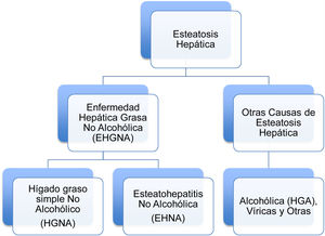 Clasificación de las esteatosis hepáticas.