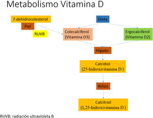 Metabolismo vitamina D.