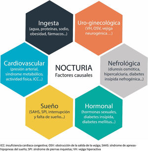 Factores causales de nocturia.