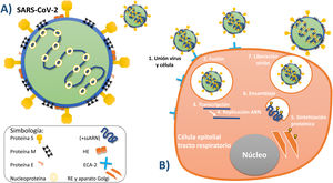 A)Principales estructuras que conforman al virus SARS-CoV-2. B)Serie de procesos por los cuales el virus entra en la célula, la contagia y posteriormente utiliza sus organelos para replicarse y liberar más viriones. Fuente: Elaboración propia de los autores de acuerdo con su conceptualización según la información recabada5,13-17.