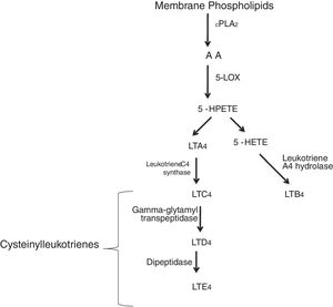 5-LO pathway. Leukotrienes are produced via 5-LO pathway. They are classified in leukotriene B4 (LTB4) and cysteinyl leukotrienes (cysteinyl-LTs: LTC4, LTD4, LTE4). Abbreviations: cytosolic phospholipase A2 (cPLA2), arachidonic acid (AA), 5-lipoxygenase (5-LO), 5-hydroperoxyeicosatetraenoic (5-HPETE), 5-hydroxyeicosatetraenoic acid (5-HETE), leukotriene A4 (LTA4), leukotriene B4 (LTB4), leukotriene C4 (LTC4), leukotriene D4 (LTD4), leukotriene E4 (LTE4).