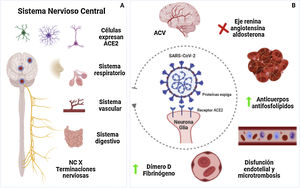 Principales mecanismos de ACV en pacientes con COVID-19. A) Vía de entrada al SNC incluyendo células nerviosas ubicadas en diferentes partes del organismo, en el cerebro las zonas relacionadas son la corteza motora, cíngulo posterior, sustancia negra, ventrículos, giro temporal medial, bulbo olfatorio, médula ventrolateral, núcleo tracto solitario, núcleo dorsal motor. B) Diferentes mecanismos protrombóticos, proinflamatorios que llevan a la lesión vascular del ACV. Figura realizada en biorender.com. ACV = ataque cerebrovascular; NC = nervio craneal; SNC = sistema nervioso central.