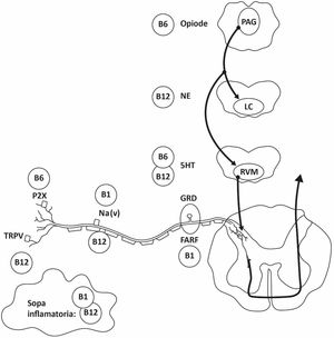 Principales mecanismos de acción de las vitaminas B a nivel periférico y central. En el esquema se representa el aferente primario (neurona de primer orden del ganglio de la raíz dorsal), la transmisión de la información nociceptiva a la segunda neurona (ubicada en el asta posterior de la médula espinal) y el sistema modulador descendente del dolor desde el tallo cerebral hasta la médula espinal. Los efectos antinociceptivos de las vitaminas B están representados a cada nivel de dicha vía. 5-HT: serotonina; FARF: fosfatasa ácida resistente al fluoruro; GDR: ganglio de la raíz dorsal; LC: locus coeruleus; Na(v): canales de sodio voltaje dependientes; NE: norepinefrina; P2X: receptor purinergico dependiente de ATP tipo P2X; PAG: sustancia gris periacueductal; RVM: núcleo rostral ventromedial de la médula oblonga; TRPV1: receptor de potencial transitorio V1 o receptor vaniloide.