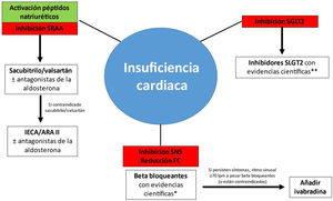 Pilares del tratamiento de la insuficiencia cardíaca con fracción de eyección reducida. ARA II: antagonistas de los receptores de angiotensina ii; IECA: inhibidores de la enzima convertidora de angiotensina; SGLT2: cotransportador sodio-glucosa tipo 2. *Bisoprolol, carvedilol, succinato de metoprolol, nebivolol. **Aunque dapagliflozina, empagliflozina y sotagliflozina tienen evidencias provenientes de ensayos clínicos específicos sobre sus beneficios en pacientes con insuficiencia cardíaca y fracción de eyección reducida, en el momento de la publicación de este artículo, solo dapagliflozina y empagliflozina tienen indicación para la ICFEr, y solo dapagliflozina está financiada por el Sistema Nacional de Salud. Adaptada de Maddox et al.10; McMurray y Packer11; Agencia Europea del Medicamento (European Medicines Agency)15.