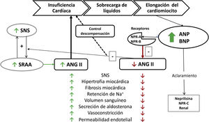 Acción de ANP y BNP con respecto al SRAA y al sistema nervioso simpático. ANG II: angiotensina II; ANP: péptido natriurético tipo A; BNP: péptido natriurético tipoB; Na+: sodio; NPR-A: receptor natriurético tipoA; NPR-B: receptor natriurético tipoB; NPR-C: receptor natriurético tipoC; SNS: sistema nervioso simpático; SRAA: sistema renina-angiotensina-aldosterona. Fuente: adaptado de Volpe6.