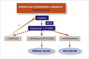Fisiopatología de la hiperplasia suprarrenal congénita. El déficit de la enzima 21 hidroxilasa genera la incapacidad de transformar 17-OHP en 11-desoxicortisol. Este déficit de cortisol estimula la hipersecreción de ACTH por la hipófisis, por un mecanismo de retroalimentación, llevando así la glándula suprarrenal a aumentar su producción de andrógenos adrenales. Estos son los responsables de la virilización característica de la enfermedad. Este déficit enzimático imposibilita también la transformación de la progesterona en 11-desoxicorticoesterona (compuesto con acción mineralocorticoidea), provocando una «pérdida salina», siendo la expresión más grave de la enfermedad. ACTH: hormona adrenocorticotropa; 17-OHP: 17-Hidroxiprogesterona.