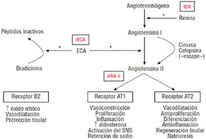 Esquema de funcionamiento del eje renina-angiotensina-aldosterona. ARAII: antagonistas de los receptores de angiotensinaII; AT1, AT2: receptores de la angiotensinaII tipo 1 y tipo 2; ECA: enzima de conversión de angiotensina; IDR: inhibidores directos de la renina; IECA: inhibidores de la enzima convertidora de la angiotensina; SNS: sistema nervioso simpático. Fuente: adaptado de Galve et al.3.