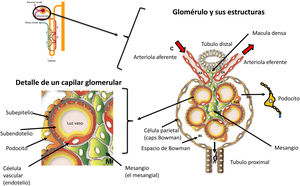 Esquema de las distintas estructuras de la nefrona.