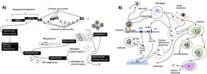 A) Representación esquemática del genoma de SARS-CoV-2 y de los procesos de replicación, transcripción y traducción. B) Representación esquemática de la respuesta inmune e inflamatoria. En la entrada del virus en la célula interviene la enzima convertidora de la angiotensina 2 (ACE2) y los sistemas de proteasas. El ARN viral, junto con algunas partículas virales son incluidos en el endosoma, en cuya superficie se muestran receptores Toll-like (TLR) que van a activar, entre otros, factores reguladores de interferón (IRF), factor nuclear Kappa B (NF-KB) y componentes del inflamosoma (NLRP3). Todo ello activa los factores transcripcionales nucleares que conducen a la liberación de quimiocinas y citosinas inflamatorias (interferón [IFN], interleucina [IL], factor de necrosis tumoral alfa [TNF∝], etc.), que además de actuar sobre diferentes células del sistema inmune, van a generar bucles de retroalimentación positiva a través de receptores de interferón (IFNAR) de interleucinas (ILR) y TLR, ente otros y en los que participan las vías tirosínquinasa (TYK2, quinasa de Janus/transductor de señal y activador de transcripción [JAK-STAT]). La acción del virus y de las citosinas inflamatorias sobre las células defensivas generan interacciones entre ellas que conducen a la amplificación del proceso inflamatorio y a la participación multiorgánica. ARN: ácido ribonucleico; Ig: inmunoglobulina.