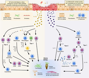 Vías de activación del eosinófilo en la fisiopatología del asma y EPOC. Basado en Calderón et al45. EPOC: enfermedad pulmonar obstructiva crónica; Ig: inmunoglobulina; IL: interleucina; ILC: células linfoides innatas; NK: natural killer; Th: células T colaboradoras; TNF: factor de necrosis tumoral; TSLP: linfopoyetina estromal tímica.