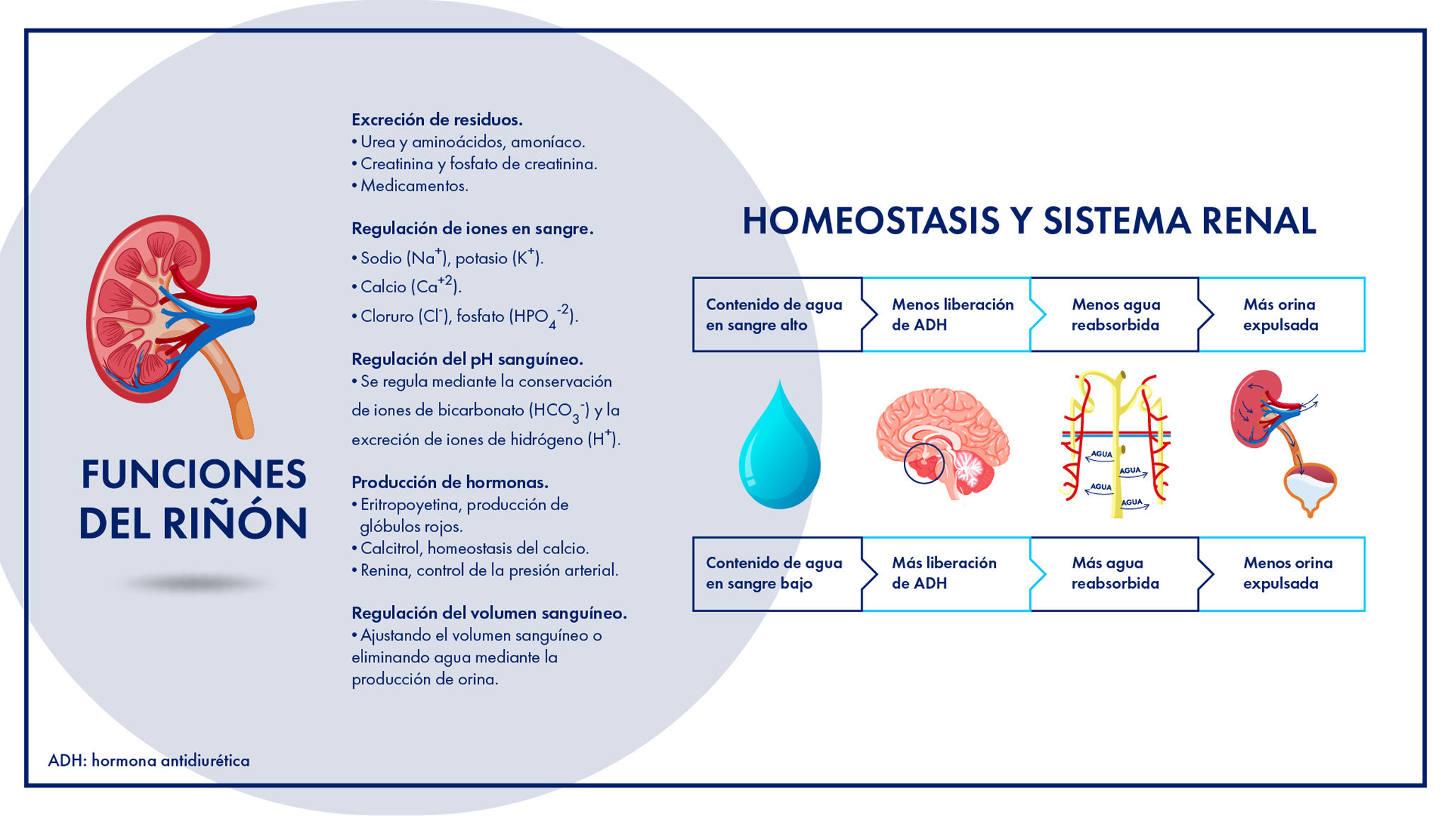 Hidratación y aguas minerales naturales: una revisión sobre la importancia  para la salud del aporte de agua y los minerales | Medicina de Familia.  SEMERGEN