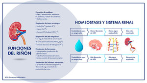 Función renal y homeostasis del agua Fuente: elaboración propia.