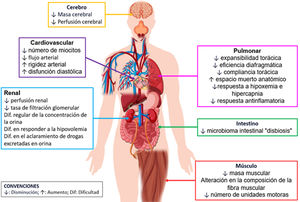 Resumen y esquematización de los principales cambios en la fisiología del envejecimiento. Imagen utilizada bajo licencia gratuita de Freepik, modificada de su diseño original. Adaptado de Darden et al.11.