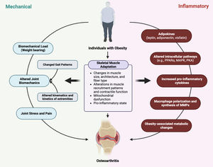 Mechanistic and inflammatory pathways linking obesity to osteoarthritis. On the mechanical side (left), increased biomechanical load due to excess body weight leads to altered gait patterns, joint biomechanics, and kinematics of the extremities, ultimately resulting in joint stress and pain. These changes are influenced by skeletal muscle adaptation, characterized by changes in muscle architecture, recruitment, and mitochondrial function. On the inflammatory side (right), obesity induces secretion of adipokines (e.g., leptin, adiponectin, visfatin), which activate intracellular pathways (e.g., PPARα, MAPK, PKA), leading to increased production of pro-inflammatory cytokines. These cytokines drive macrophage polarization, matrix metalloproteinase (MMP) synthesis, and systemic metabolic changes. Both pathways converge on skeletal muscle adaptation and contribute to the pathophysiology of osteoarthritis.