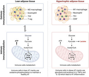 Metabolic and immune differences between lean and hypertrophic adipose tissue. Lean adipose tissue is characterized by an anti-inflammatory immune profile, including M2 macrophages, eosinophils, Th2, and T regulatory (T reg) cells. These cells primarily rely on oxidative phosphorylation for energy production, maintaining tissue homeostasis. In contrast, hypertrophic adipose tissue in individuals with obesity exhibits a pro-inflammatory immune profile with M1 macrophages, neutrophils, Th1, and CD8+ T cells. Immune cells in hypertrophic adipose tissue predominantly use glycolysis, leading to lactate production and increased secretion of inflammatory cytokines such as IL-6, TNFα, and IL-1β, which contribute to adipose tissue inflammation.