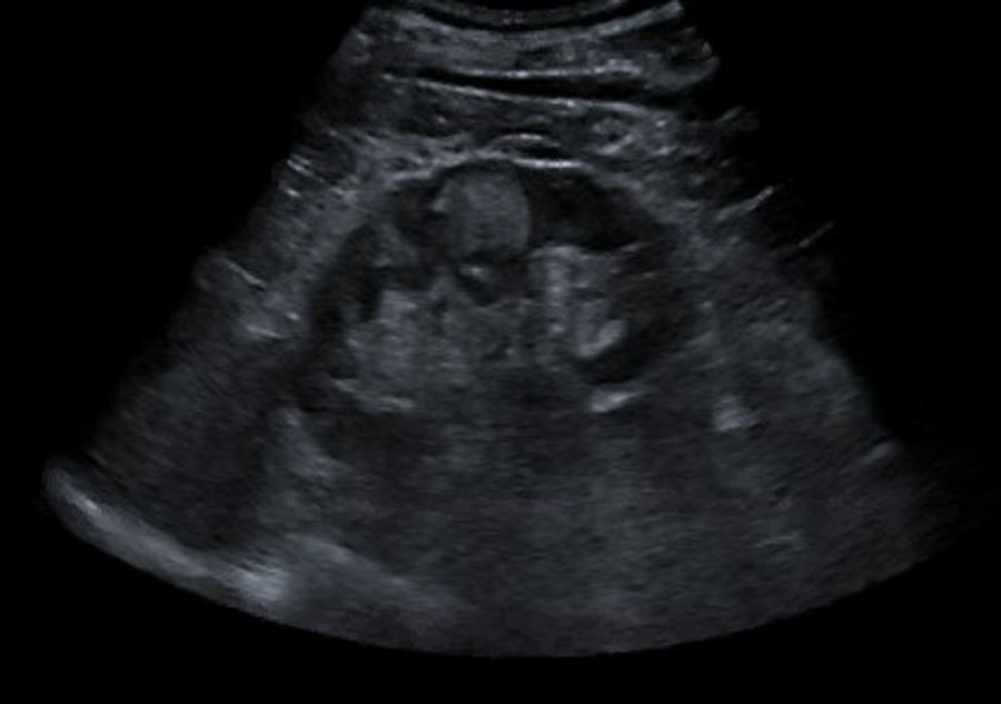 fig0005