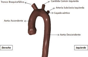 Vista frontal de la aorta torácica en donde se señalan sus tramos y ramas.