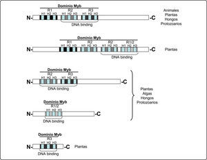 Clases de proteínas Myb. El esquema muestra las diferentes clases de proteínas Myb presentes en los organismos eucariontes dependiendo del número de secuencias repetidas, señaladas por R1, R2, R3. Se indica la estructura secundaria (hélice) mediante las barras H1, H2, H3 y el dominio de unión al ADN por medio de corchetes.