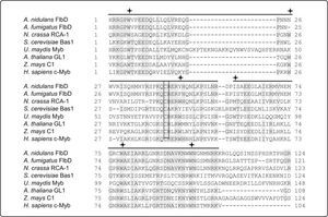 Aminoácidos conservados en dominios Myb R2R3 de distintos grupos filogenéticos. Se indica la longitud de la secuencia repetida R2 y R3 en color negro. Los asteriscos representan los residuos de triptófano o residuos aromáticos espaciados característicos de los dominios Myb. El residuo de cisteína conservado dentro del dominio Myb, el cual está involucrado en la regulación redox de algunas proteínas Myb in vitro se indica en un rectángulo.