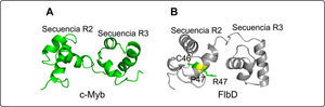 Dominio Myb de la proteína c-Myb y un modelo de la región correspondiente de FlbD. Representación de Ribbon del dominio de unión al ADN R2R3 de la proteína Myb FlbD de A. nidulans (color gris) (B) basado en el modelo de la proteína c-Myb (color verde) (código PDB 1MSF P06876) (A). Los residuos C46 y R47 corresponden a los aminoácidos conservados en diversos miembros de la familia Myb. Se ha reportado que C46 juega un papel en la regulación redox in vitro. El cambio R47P en FlbD resulta en una proteína inactiva45, lo cual podría deberse a la consecuente disminución del pKa de la C46 y la disminución de su reactividad. Las proteínas fueron modeladas con el programa PyMOL.