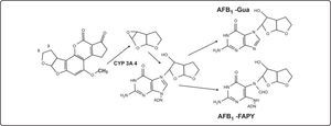 Activación de la AFB1 para formar el aducto 8,9-AFB1 epóxido. Estructura parcial de los dos aductos más abundantes[15].